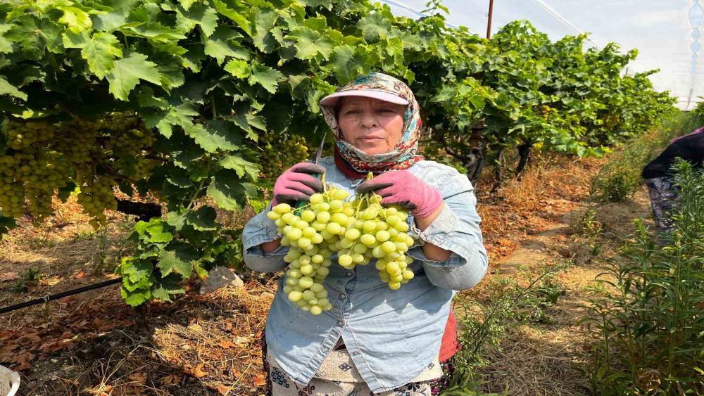 Buldan&rsquo;da sezonun ilk &uuml;z&uuml;m hasadı ger&ccedil;ekleştirildi
