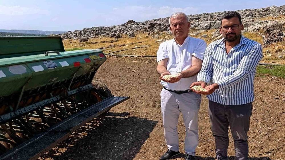 Araban sarımsağında zambak ana&ccedil; tohum d&ouml;nemi başlıyor
