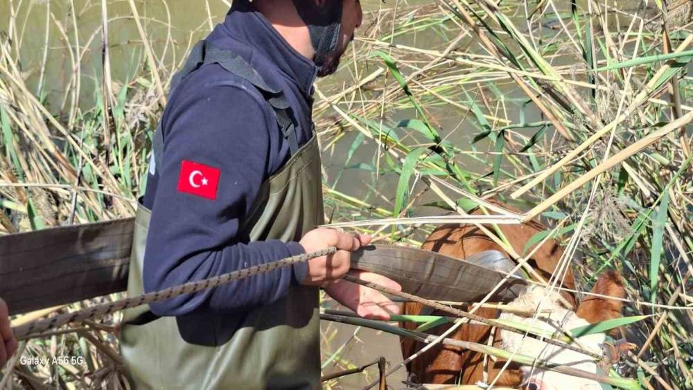 Şanlıurfa&rsquo;da tahliye kanalına d&uuml;şen 2 inek kurtarıldı
