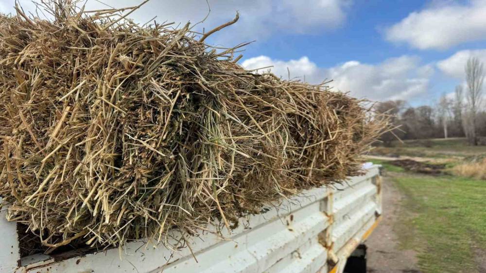 &Uuml;reticiye m&uuml;jdeli haber: Saman fiyatları yarı yarıya geriledi
