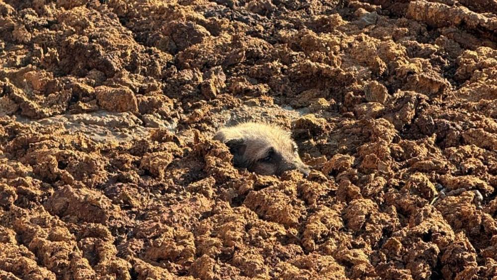 K&ouml;peği g&uuml;bre &ccedil;ukurunda boğulmaktan son anda kurtardılar
