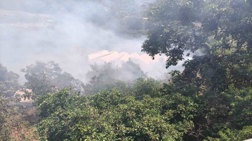 Alanya&rsquo;da avokado bah&ccedil;elerinin bulunduğu zirai alanda yangın
