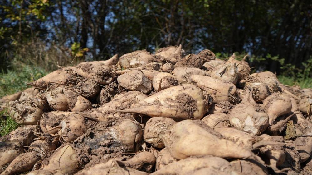 Şeker pancarı fiyatına tepki: "&Uuml;reticinin beklentisini karşılamadı"
