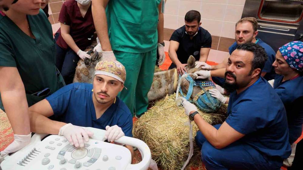 T&uuml;rkiye&rsquo;de ilk: Retina rahatsızlığı bulunan deve i&ccedil;in k&ouml;k h&uuml;cre tedavi s&uuml;reci başladı
