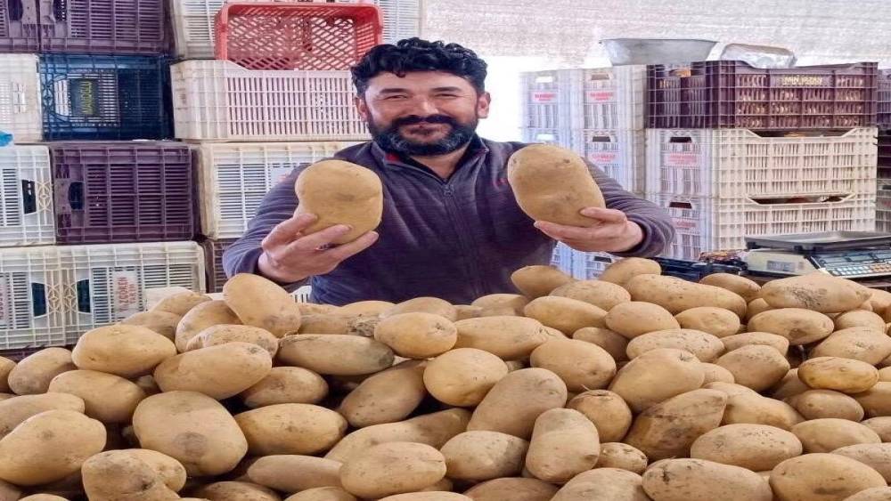 Dev patatesler pazarın ilgi odağı oldu
