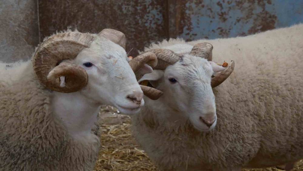 T&uuml;rkiye&rsquo;nin en değerli ko&ccedil;ları rekor fiyatlara satılıyor
