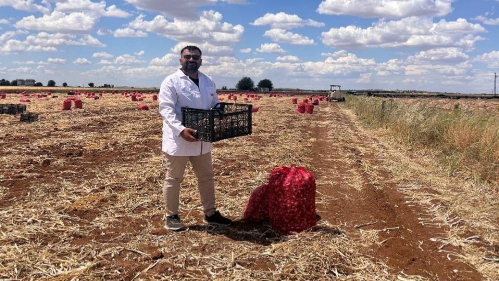 Şanlıurfa&rsquo;da sarımsak hasadı devam ediyor
