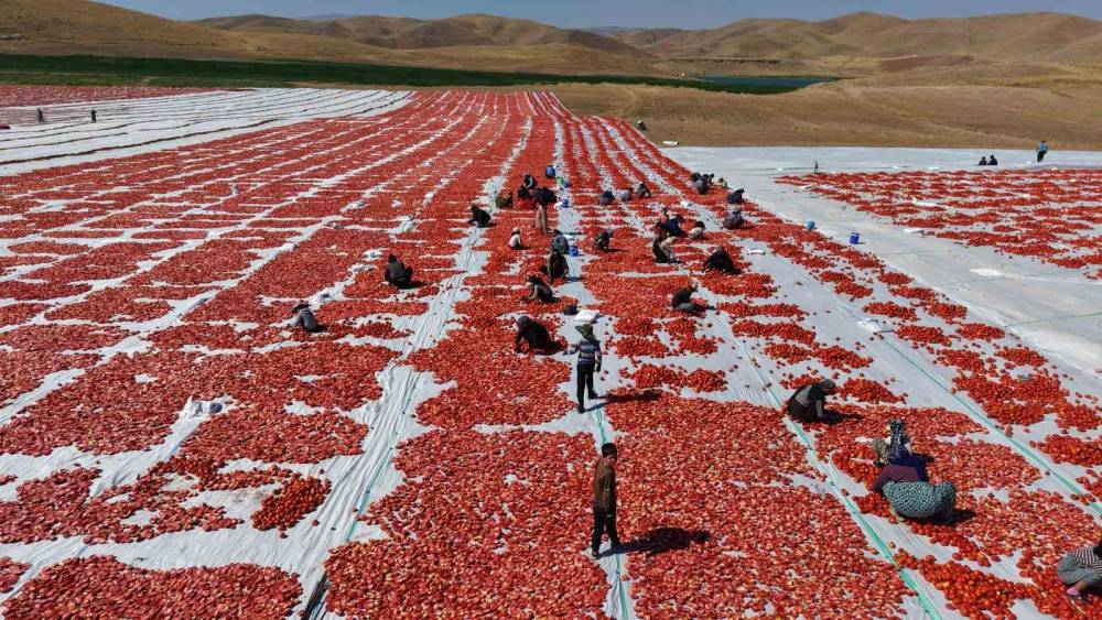 Elazığ&rsquo;da &uuml;retilen domatesler, d&uuml;nya sofralarını tatlandırıyor
