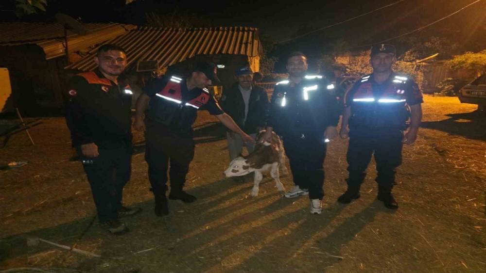 Kayıp b&uuml;y&uuml;kbaş hayvan, tarlada doğum yapmış halde bulundu
