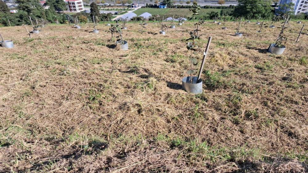 Fındıkta rekolte ve randıman artıracak çalışma
