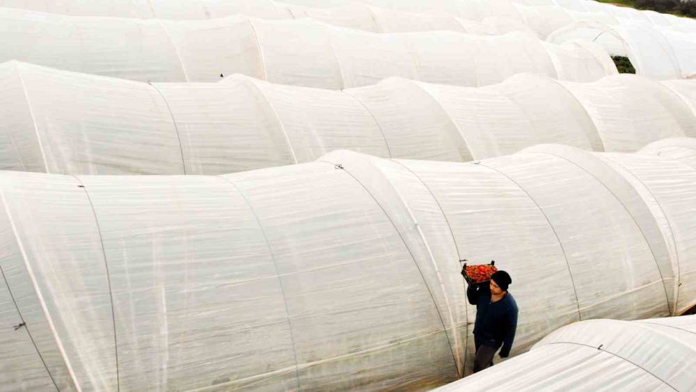 K&ouml;pr&uuml;başı &ccedil;ileği bu sene de &ccedil;ift&ccedil;inin y&uuml;z&uuml;n&uuml; g&uuml;ld&uuml;rd&uuml;
