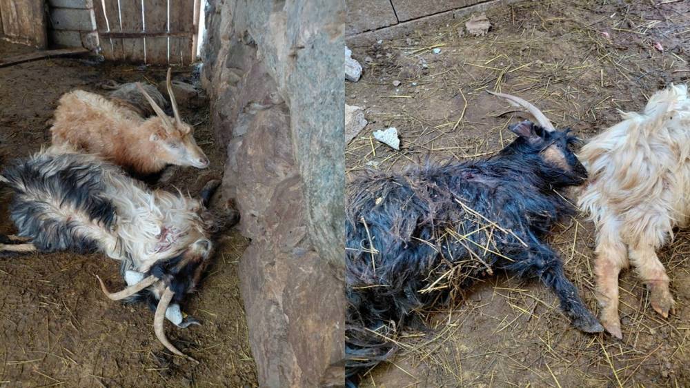 Hakkari&rsquo;de kurt saldırısı, &ccedil;ok sayıda hayvan telef oldu
