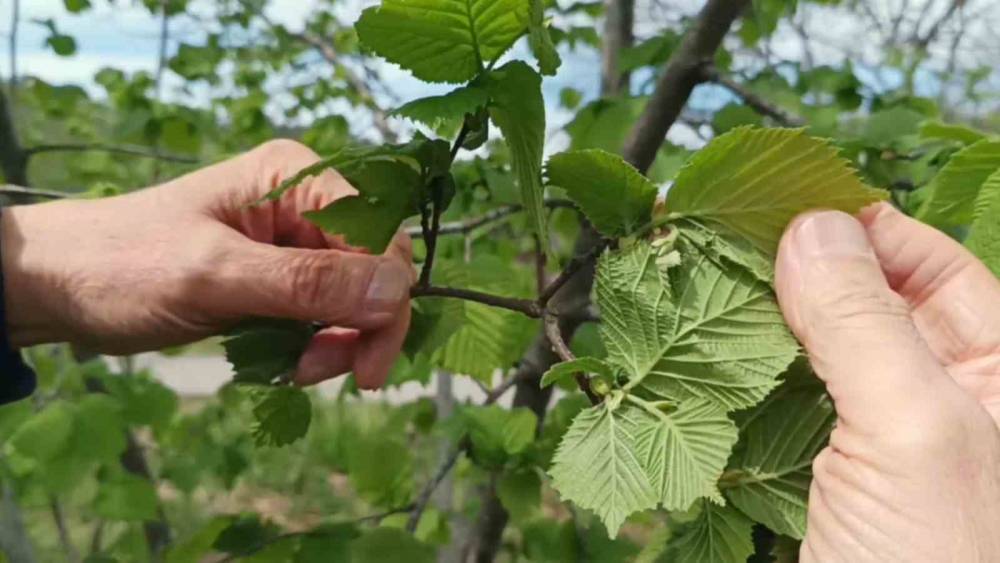 Fındıkta verim d&uuml;ş&uuml;kl&uuml;ğ&uuml; maliyeti artırıyor

