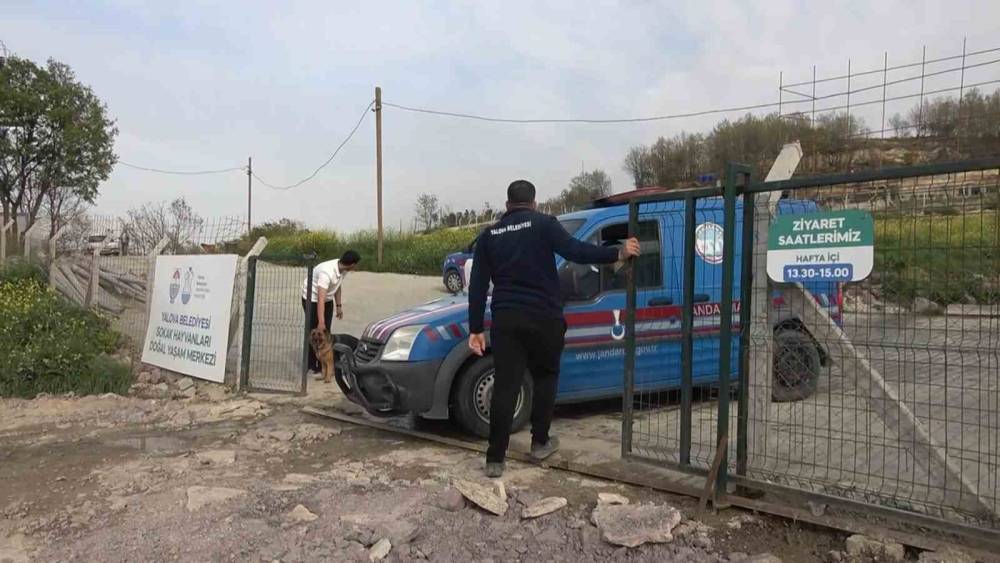 Yalova&rsquo;daki barınakta k&ouml;pek &ouml;l&uuml;mleriyle ilgili soruşturma
