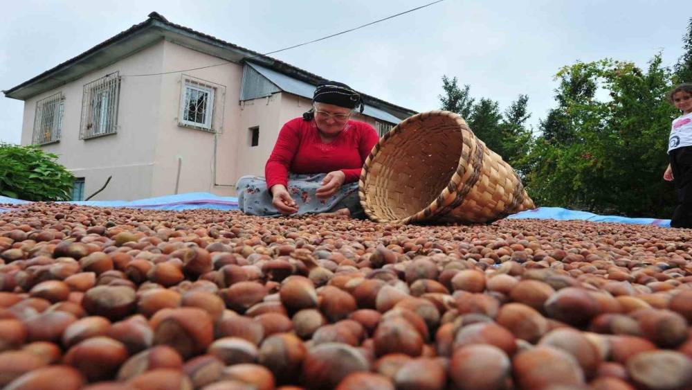 D&uuml;zce&rsquo;den AB &uuml;lkelerine 5 bin 291 ton fındık ihra&ccedil; edildi
