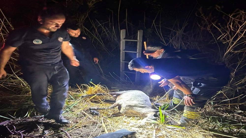 Su kuyusuna d&uuml;şen koyun itfaiye ekiplerince kurtarıldı
