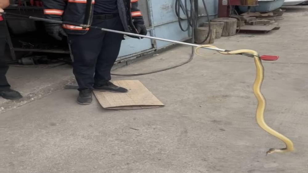 D&uuml;kkana giren yılan paniğe sebep oldu
