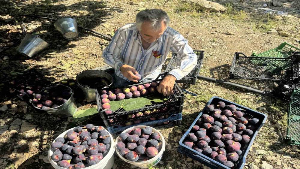 Antalya&rsquo;da Bursa siyahı incirde hasat sezonu sona erdi
