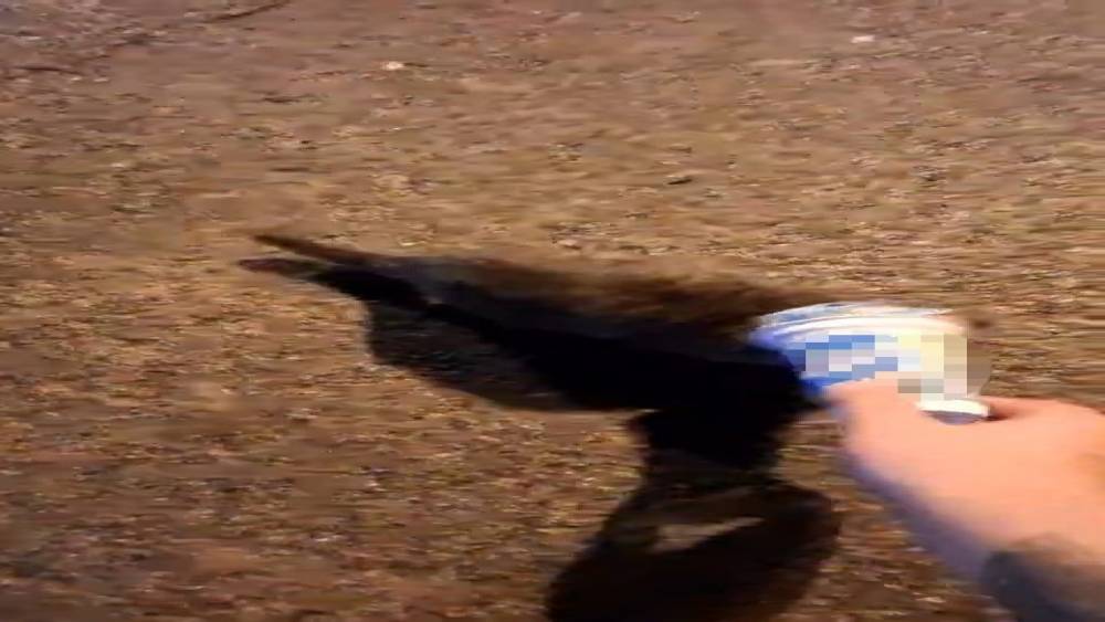 Kafasına plastik kutu sıkışan kedi, yardım i&ccedil;in itfaiyeye gitti
