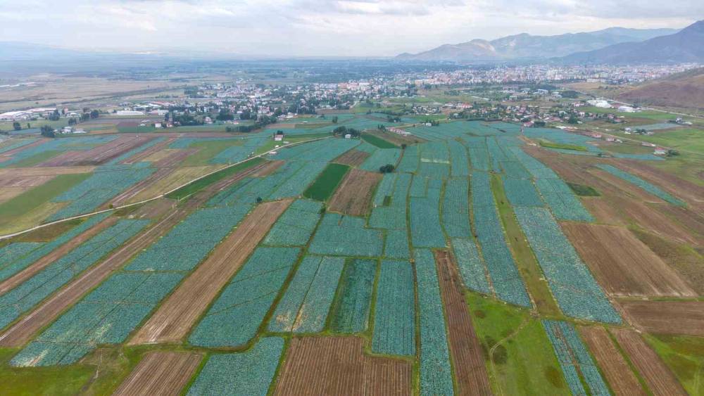 Muş Ovası&rsquo;nda lahana hasadı başladı: 165 milyon liralık katkı bekleniyor
