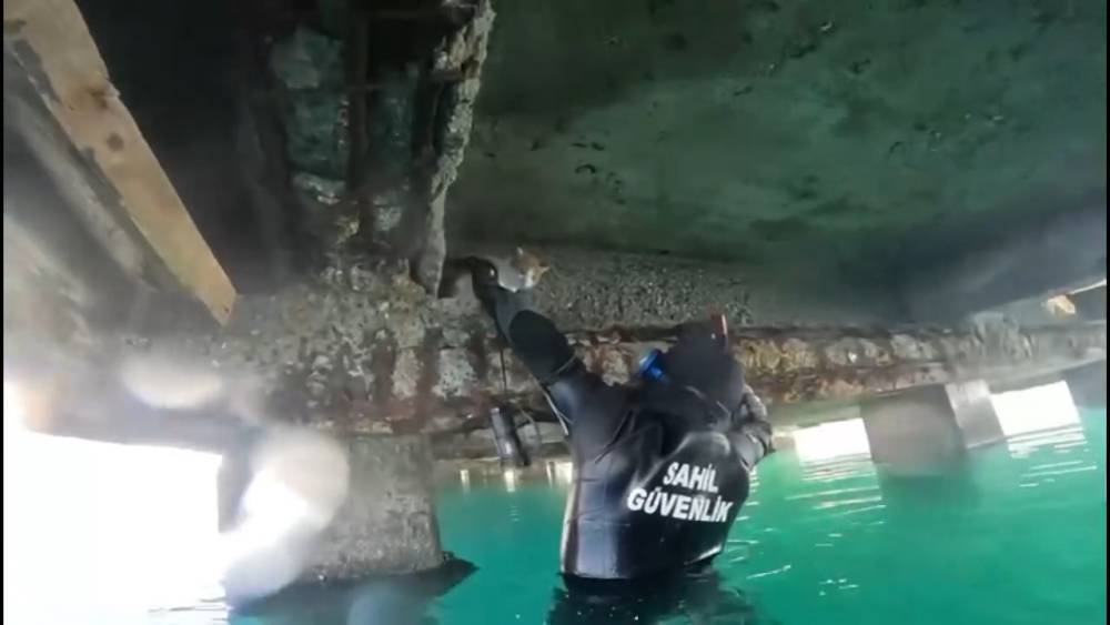 Mahsur kalan kedi i&ccedil;in sahil g&uuml;venlik seferber oldu
