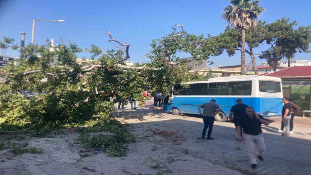 Osmaniye&rsquo;de &ccedil;ınar ağacı, halk otob&uuml;s&uuml;n&uuml;n &uuml;zerine d&uuml;şt&uuml;: Saniyelerle kurtuldu
