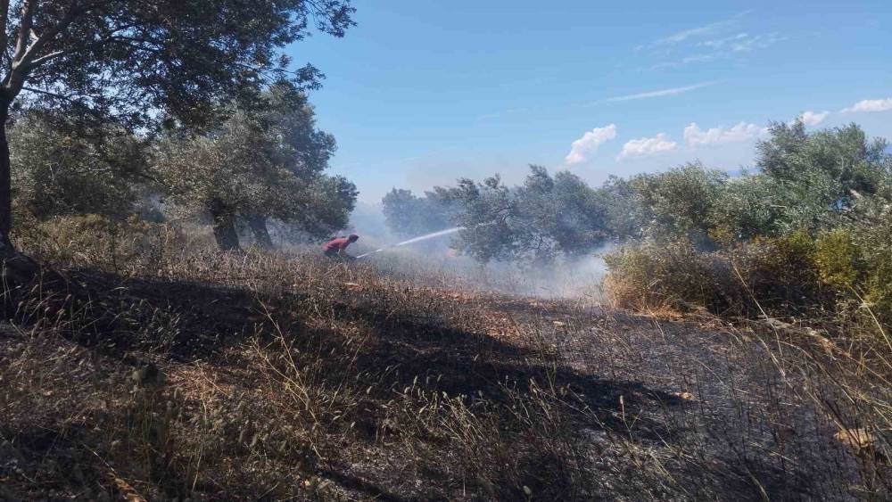 Burhaniye&rsquo;de zeytinlik yangınına havadan ve karadan m&uuml;dahale ediliyor
