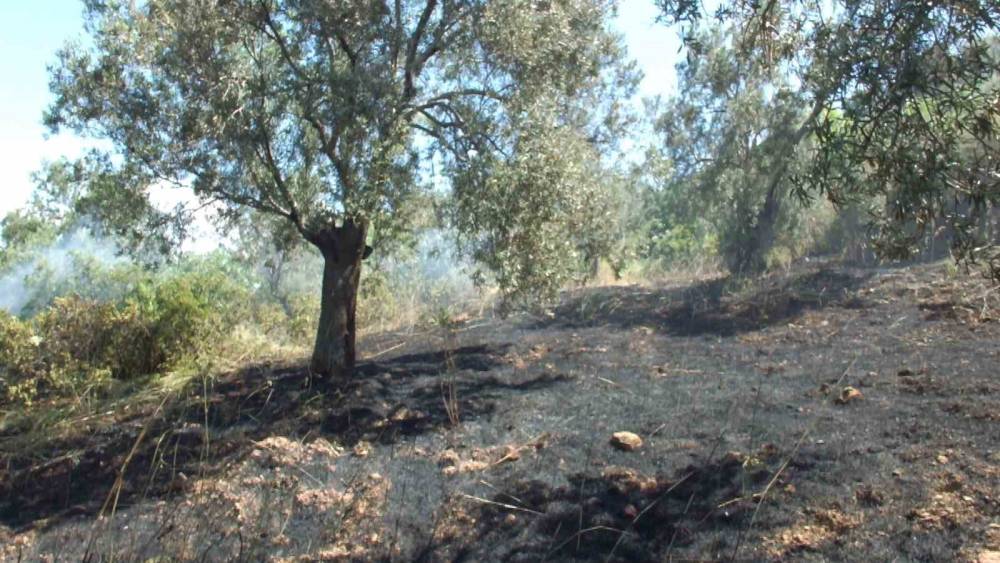 Burhaniye de &ccedil;ıkan arazi yangınında &ccedil;ok sayıda zeytin ağacı zarar g&ouml;rd&uuml;
