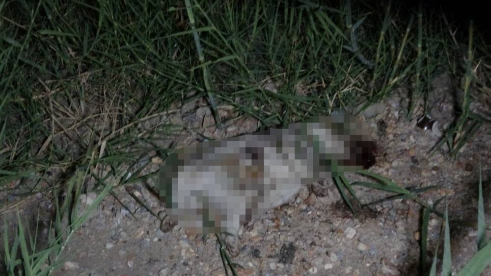 ATV aracın &ccedil;arptığı yavru k&ouml;peğin taşla &ouml;ld&uuml;r&uuml;ld&uuml;ğ&uuml; iddiası ortalığı karıştırdı
