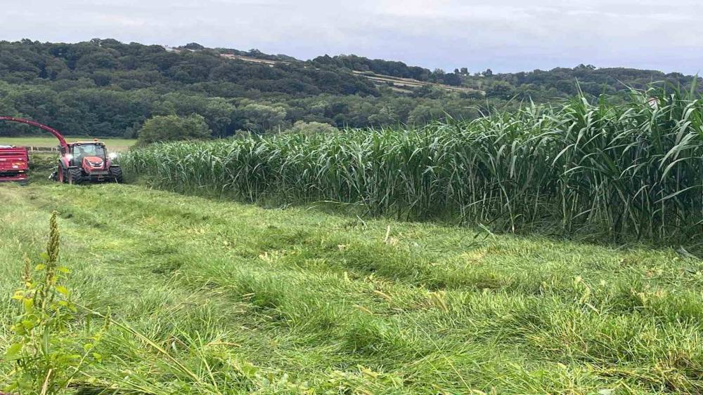 Sinop&rsquo;ta maralfalfa &uuml;retiminde ilk hasat yapıldı
