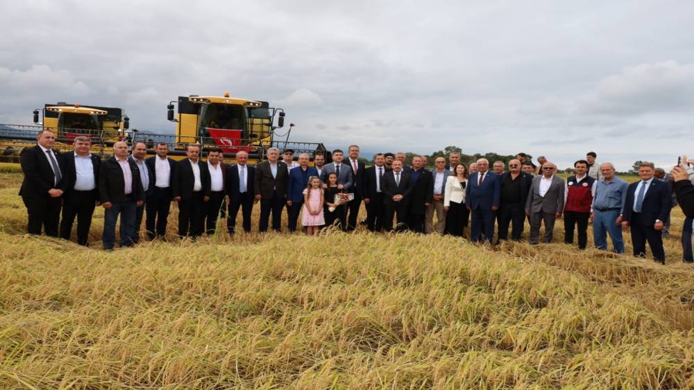 Samsun&rsquo;da &ccedil;eltik hasadı başladı: Aylar s&uuml;ren emek tarlada &uuml;r&uuml;ne d&ouml;n&uuml;şt&uuml;

