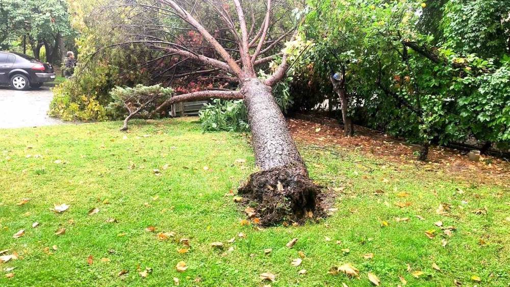 Muğla&rsquo;da yağış nedeniyle &ccedil;am ağacı otomobilin &uuml;zerine devrildi
