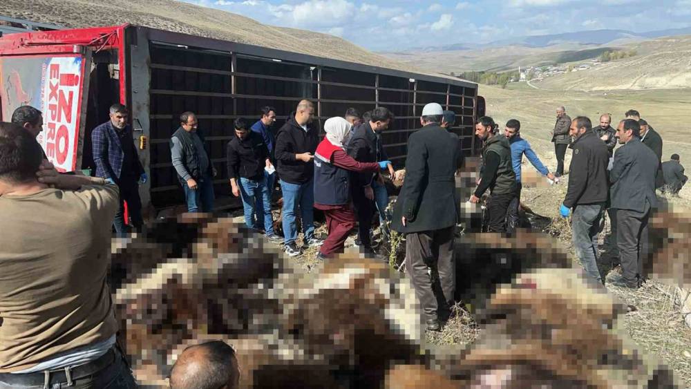 Erzurum&rsquo;da hayvan y&uuml;kl&uuml; tır devrildi: 130 k&uuml;&ccedil;&uuml;kbaş hayvan telef oldu
