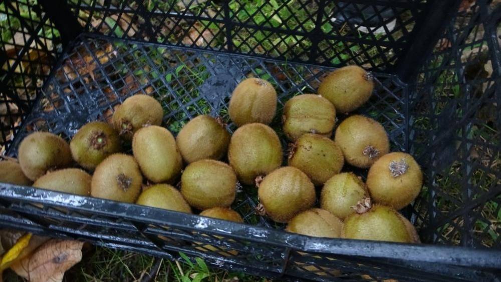 Kivi üreticileri İran kivisinden rahatsız
