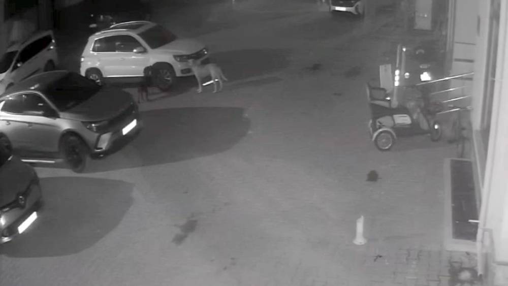 Sokak köpekleri park halindeki aracı parçaladı: O anlar kamerada
