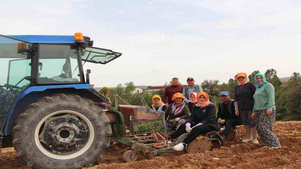 Poşusunu takan Kaymakam Kuran &uuml;reticilerle birlikte kekik dikti
