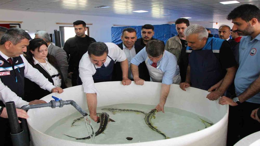 Bu balığın havyarı &rsquo;siyah inci&rsquo;: Karadeniz&rsquo;e 8 bin adet dağıtılacak, &ccedil;iple takip edilecek
