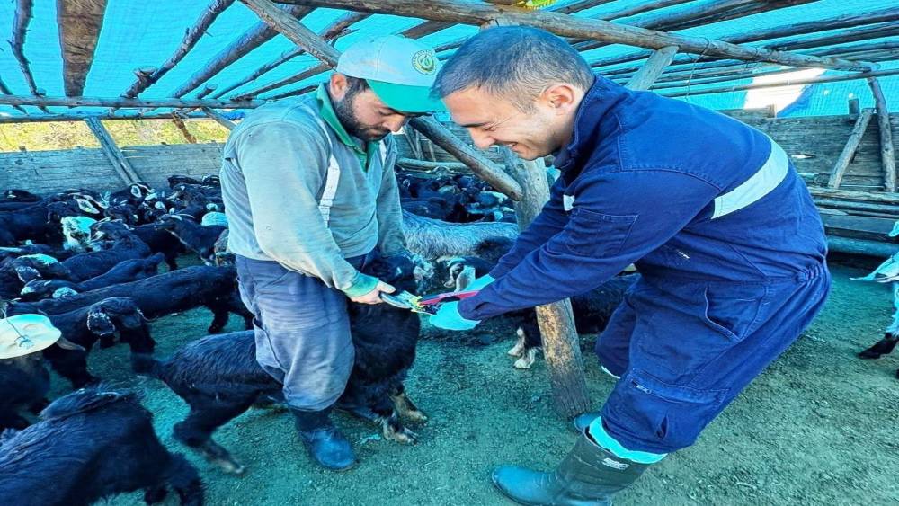 Simav&rsquo;da k&uuml;&ccedil;&uuml;kbaş hayvanlara aşılama ve k&uuml;peleme &ccedil;alışması
