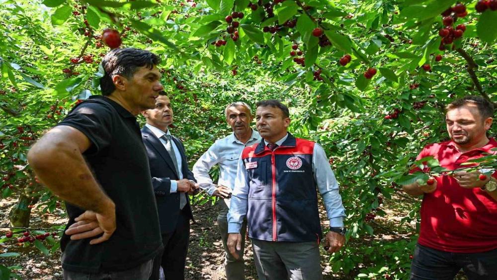 Honaz&rsquo;da kiraz hasadı başladı
