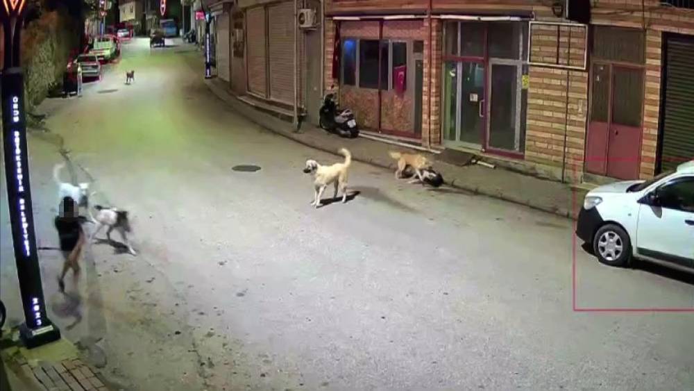 Ordu&rsquo;da k&uuml;&ccedil;&uuml;k &ccedil;ocuk sokak k&ouml;peklerinin saldırısına uğradı
