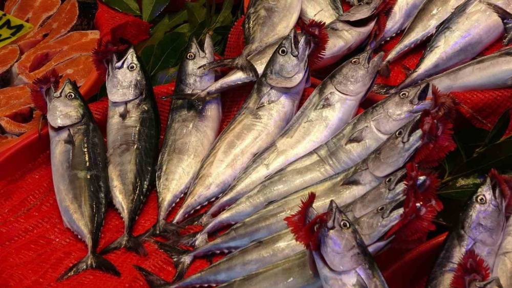 Trabzon&rsquo;da palamut bereketi: 1 Eyl&uuml;l&rsquo;den bu yana bin 300 ton palamut avlandı
