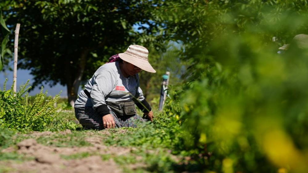 Bolu&rsquo;da asırlık ata tohumlarında hasat mesaisi başladı
