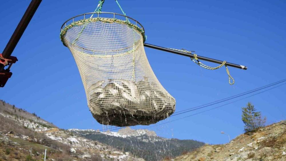Denizi olmayan G&uuml;m&uuml;şhane&rsquo;de alabalık &uuml;retimi 2 bin tona ulaştı
