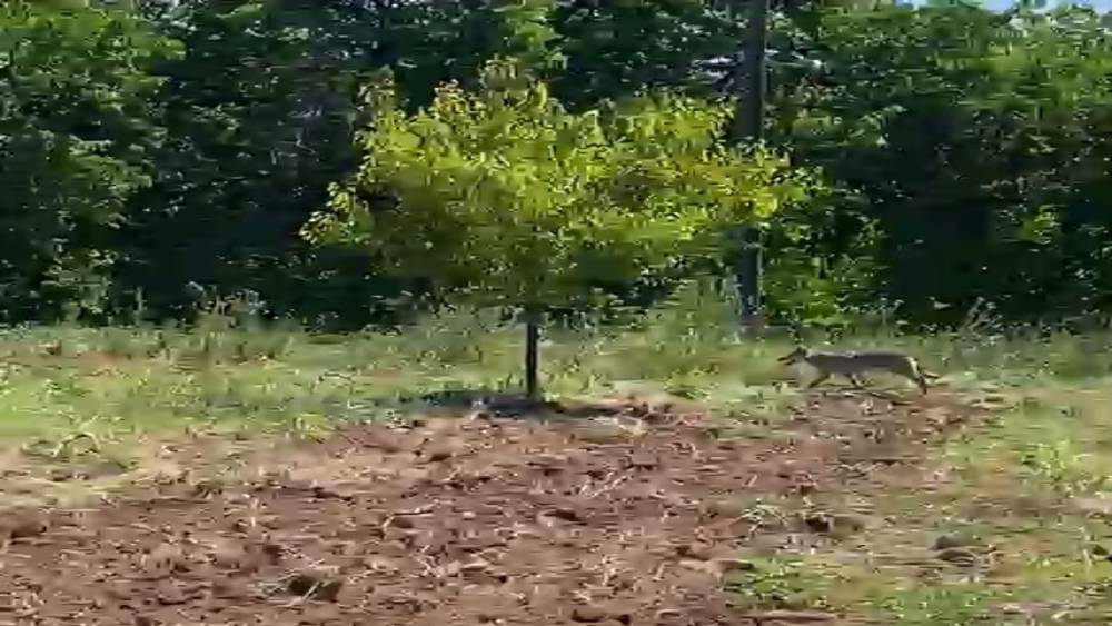 Kayısı bah&ccedil;esinde trakt&ouml;r kullanan &ccedil;ift&ccedil;i kurtla burun buruna geldi
