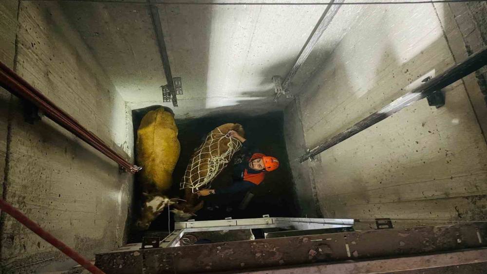 Bing&ouml;l&rsquo;de asans&ouml;r boşluğuna d&uuml;şen inekler ekipler tarafından kurtarıldı
