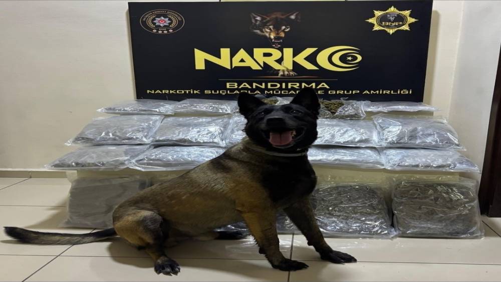 Bandırma&rsquo;da g&uuml;bre torbalarının altına gizlenen 11,2 kilo skunk ele ge&ccedil;irildi
