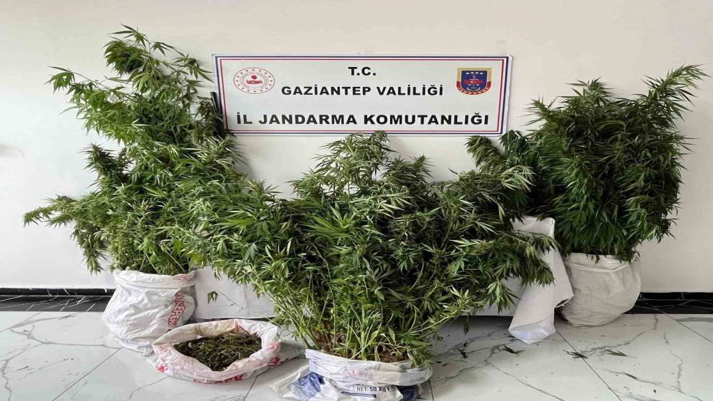 Gaziantep&rsquo;te 215 k&ouml;k kenevir ele ge&ccedil;irildi: 1 g&ouml;zaltı
