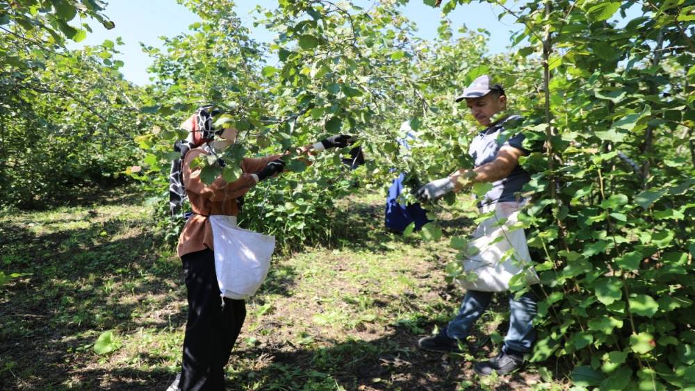 &lsquo;Fındık Dalda, Aklın İş&ccedil;ide Kalmasın&rsquo; projesi 7&rsquo;nci sezonunda
