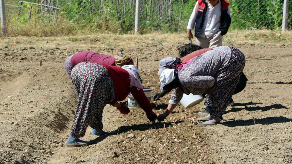 Kilosu 600 bin lira: Safranın yeni sezon dikimi başladı
