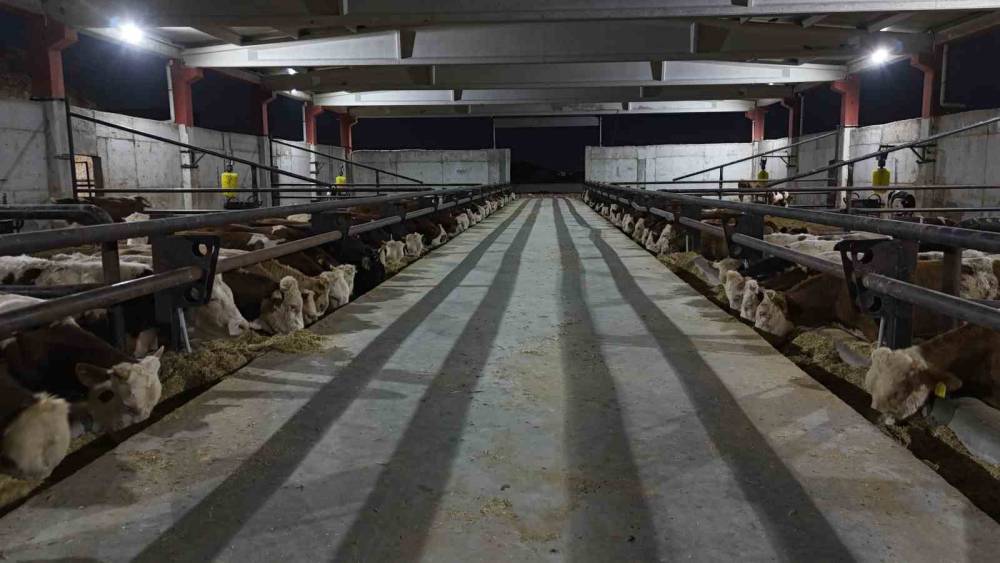 Şanlıurfa kırmızı et &uuml;retim merkezi oluyor
